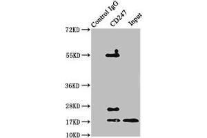 Immunoprecipitating CD247 in jurkat whole cell lysate Lane 1: Rabbit control IgG instead of ABIN7171394 in jurkat whole cell lysate. (CD247 抗体  (AA 88-153))