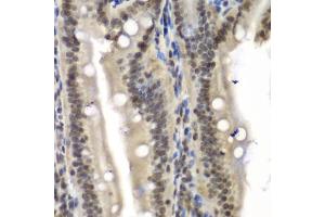 Immunohistochemistry of paraffin-embedded mouse Intestine using NELFE antibody (ABIN6289947) at dilution of 1:100 (40x lens). (RDBP 抗体)