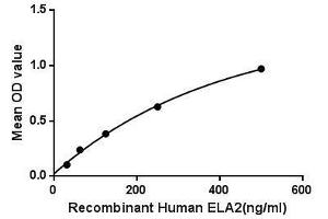 Binding activity of ELA2 and COL17. (ELANE 蛋白)