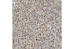 Immunohistochemical staining of human pancreas with RBM25 polyclonal antibody  shows strong nuclear and moderate cytoplasmic positivity in exocrine glandular cells and Islet cells at 1:500-1:1000 dilution. (RBM25 抗体)