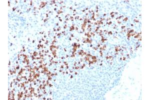 Formalin-fixed, paraffin-embedded human spleen stained with MMP9 Mouse Recombinant Monoclonal Antibody (rMMP9/1769).