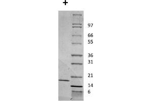 SDS-PAGE of Mouse Interleukin-2 Recombinant Protein SDS-PAGE of Mouse Interleukin-2 Recombinant Protein. (IL-2 蛋白)
