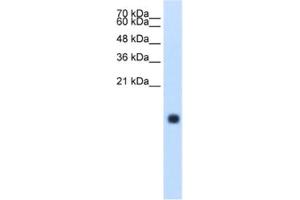 Western Blotting (WB) image for anti-Cystatin S (CST4) antibody (ABIN2462511) (CST4 抗体)
