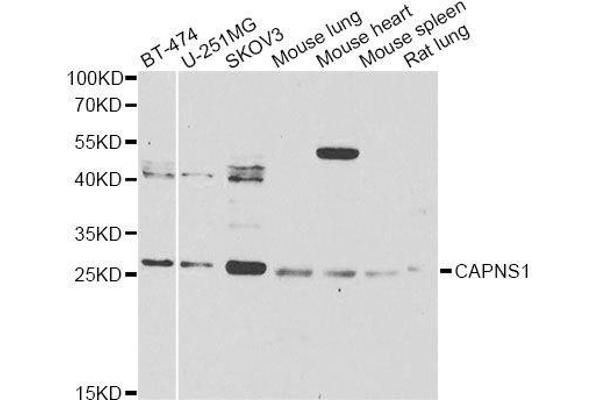 Calpain S1 anticorps  (AA 69-268)