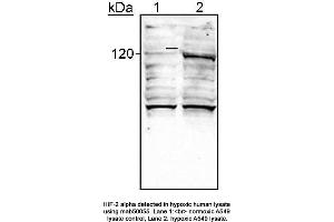Image no. 1 for anti-Endothelial PAS Domain Protein 1 (EPAS1) (AA 535-631) antibody (ABIN363209) (EPAS1 抗体  (AA 535-631))