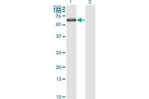 Western Blotting (WB) image for anti-Karyopherin alpha 1 (Importin alpha 5) (KPNA1) (AA 1-538) antibody (ABIN561614)