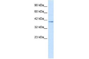 Nucleobindin 2 antibody used at 2. (NUCB2 抗体  (C-Term))
