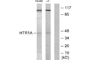 Western blot analysis of extracts from HepG2 cells and Jurkat cells, using 5-HT-1A antibody. (Serotonin Receptor 1A 抗体)