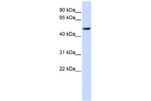 CYB561 antibody used at 1 ug/ml to detect target protein. (CYB561 抗体  (Middle Region))