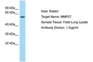 Image no. 1 for anti-Matrix Metallopeptidase 27 (MMP27) (AA 191-240) antibody (ABIN6750214) (MMP27 抗体  (AA 191-240))