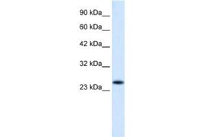 WB Suggested Anti-VPS24 Antibody Titration:  0. (CHMP3 抗体  (N-Term))