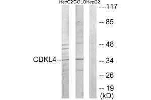 Western blot analysis of extracts from HepG2 cells and COLO205 cells, using CDKL4 antibody. (CDKL4 抗体  (C-Term))