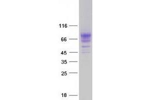 Validation with Western Blot (KREMEN1 Protein (Transcript Variant 4) (Myc-DYKDDDDK Tag))