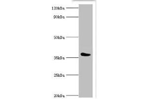 Western blot All lanes: SLAM family member 5 antibody at 6 μg/mL + Mouse liver tissue Secondary Goat polyclonal to rabbit IgG at 1/10000 dilution Predicted band size: 39, 37, 32, 31, 27, 25 kDa Observed band size: 39 kDa (CD84 抗体  (AA 22-225))