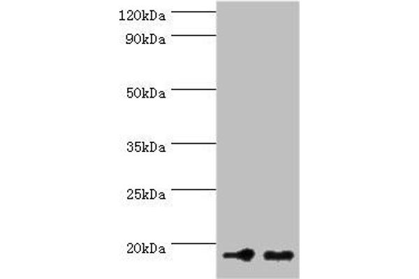 NCBP2 抗体  (AA 1-156)