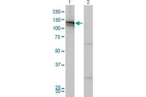 Western Blot analysis of AXL expression in transfected 293T cell line by AXL monoclonal antibody (M01), clone 6C8. (AXL 抗体  (AA 30-140))
