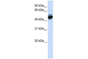 WB Suggested Anti-TFAP2B Antibody Titration: 0. (TFAP2B 抗体  (N-Term))