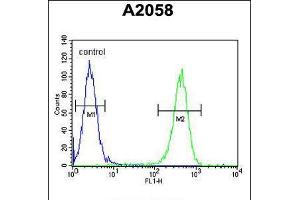 Flow cytometric analysis of A2058 cells (right histogram) compared to a negative control cell (left histogram). (GFPT2 抗体  (AA 175-201))