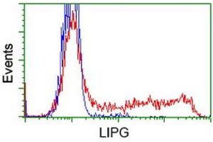 Image no. 8 for anti-Lipase, Endothelial (LIPG) antibody (ABIN1499161) (LIPG 抗体)