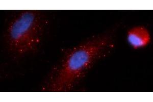 Immunofluorescence (IF) image for anti-Cathepsin S (CTSS) (AA 17-331) antibody (APC) (ABIN5565242) (Cathepsin S 抗体  (AA 17-331) (APC))