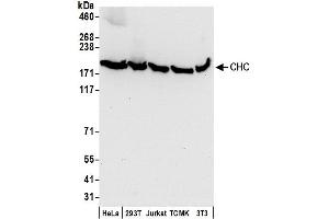 Western Blotting (WB) image for anti-Clathrin Heavy Chain (CLTC) (AA 1625-1675) antibody (ABIN7450113)