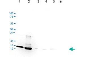 Western Blot (Cell lysate) analysis of (1) 25 ug whole cell extracts of HeLa cells, (2) 15 ug histone extracts of HeLa cells, (3) 1 ug of recombinant histone H2A, (4) 1 ug of recombinant histone H2B, (5) 1 ug of recombinant histone H3, and (6) 1 ug of recombinant histone H4. (HIST1H3A 抗体  (acLys9, acLys14))