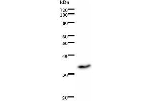 Western Blotting (WB) image for anti-Inhibitor of DNA Binding 1, Dominant Negative Helix-Loop-Helix Protein (ID1) antibody (ABIN931172) (ID1 抗体)