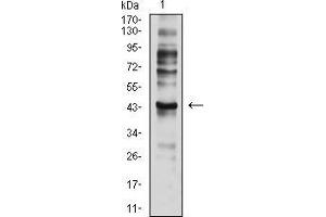 Western blot analysis using CD197 mouse mAb against C6 (1) cell lysate. (CCR7 抗体)
