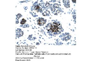 Human Pancreas (LIG4 抗体  (N-Term))