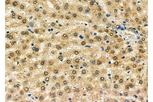 ABIN7093889 and ABIN7097932 at 1/100 staining Mouse pancreatic tissue by IHC-P. (GSTO2 抗体  (N-Term))