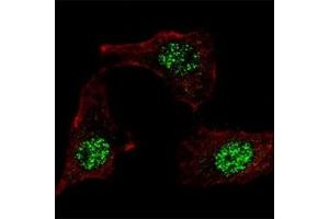 Immunofluorescence (IF) image for anti-Kruppel-Like Factor 4 (Gut) (KLF4) (AA 69-101) antibody (ABIN3031572)