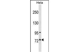 Western blot analysis in Hela cell line lysates (35ug/lane). (Splicing Factor 4 抗体  (AA 364-393))