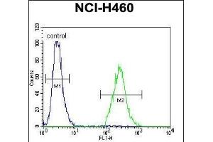 CCDC54 Antibody (Center) (ABIN655421 and ABIN2844960) flow cytometric analysis of NCI- cells (right histogram) compared to a negative control cell (left histogram). (CCDC54 抗体  (AA 91-119))