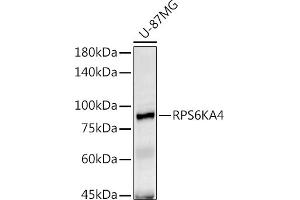 Western blot analysis of extracts of U-87MG cells, using RPS6K antibody (ABIN6129296, ABIN6147232, ABIN6147233 and ABIN6214270) at 1:1000 dilution. (MSK2 抗体  (AA 1-220))