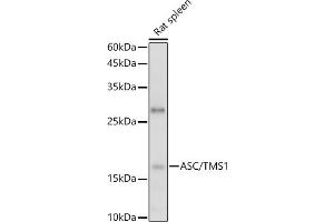 Western blot analysis of extracts of Rat spleen, using ASC/TMS1 antibody (ABIN6131200, ABIN6146515, ABIN6146516 and ABIN6215212) at 1:1000 dilution.