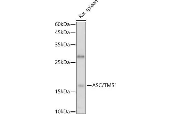 PYCARD 抗体  (AA 50-195)
