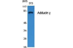 Western Blot (WB) analysis of specific cells using Adducin gamma Polyclonal Antibody.