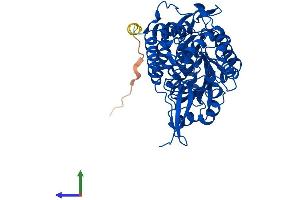 Protein Structure (PS) image for Aldehyde Dehydrogenase 1 Family, Member A2 (ALDH1A2) (AA 1-518) protein (His tag) (ABIN7551995)