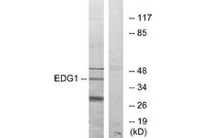 Western blot analysis of extracts from COLO205 cells, using EDG1 Antibody. (S1PR1 抗体  (AA 5-54))