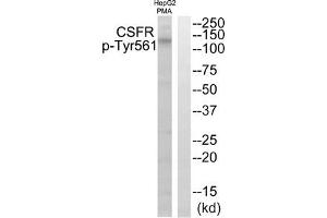 Western blot analysis of extracts from HepG2 cells treated with PMA using CSFR (Phospho-Tyr561) Antibody. (CSF1R 抗体  (pTyr561))
