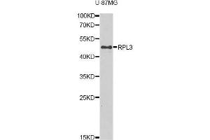 Western blot analysis of extracts of U-87MG cells, using RPL3 antibody (ABIN5975454) at 1/1000 dilution. (RPL3 抗体)