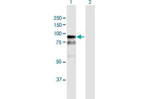 Western Blot analysis of BAZ2B expression in transfected 293T cell line by BAZ2B MaxPab polyclonal antibody. (BAZ2B 抗体  (AA 1-643))