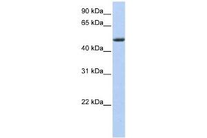 PHLDA1 antibody used at 1 ug/ml to detect target protein. (PHLDA1 抗体  (Middle Region))