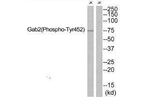 Western blot analysis of extracts from JK, using Gab2 (Phospho-Tyr452) antibody. (GAB2 抗体  (pTyr452))