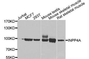 Western blot analysis of extracts of various cells, using INPP4A antibody. (INPP4A 抗体)