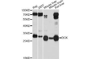 Western blot analysis of extracts of various cell lines, using DCK Antibody (ABIN5970907) at 1/1000 dilution. (DCK 抗体)