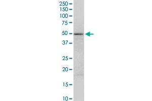 Western Blotting (WB) image for anti-Fas Apoptotic Inhibitory Molecule 3 (FAIM3) (AA 1-390) antibody (ABIN522668)