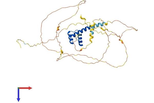 MNX1 Protein (AA 1-404) (His tag)