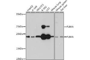 Western blot analysis of extracts of various cell lines, using PUMA Rabbit mAb (ABIN1678790, ABIN3018050, ABIN3018051 and ABIN7101572) at 1:1000 dilution.