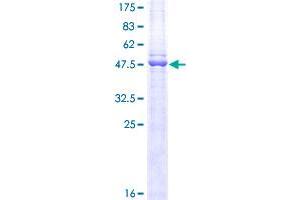 Image no. 1 for CD3 epsilon (CD3E) (AA 23-207) protein (GST tag) (ABIN1348631) (CD3 epsilon Protein (CD3E) (AA 23-207) (GST tag))
